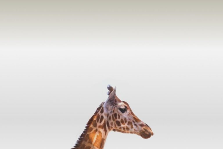 giraffe head