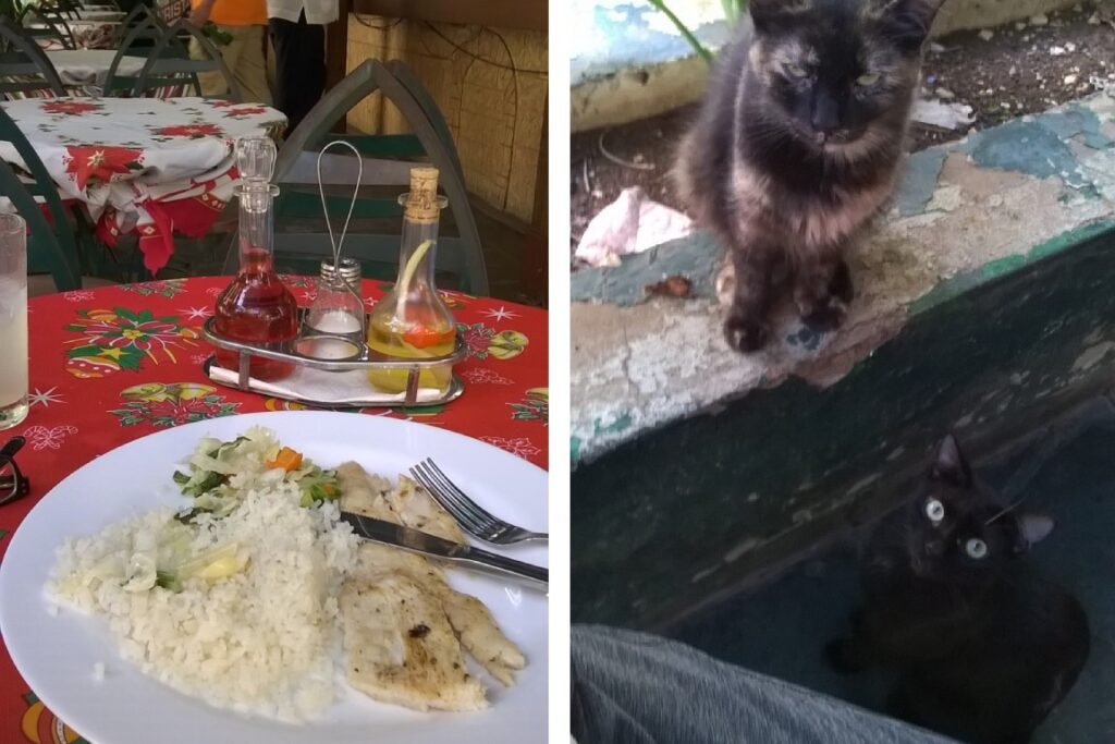 Fish a la plancha in an outdoor restaurant with interested cats