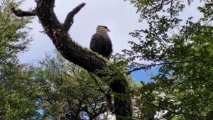 The crested caracara (Caracara plancus) perched on a branch