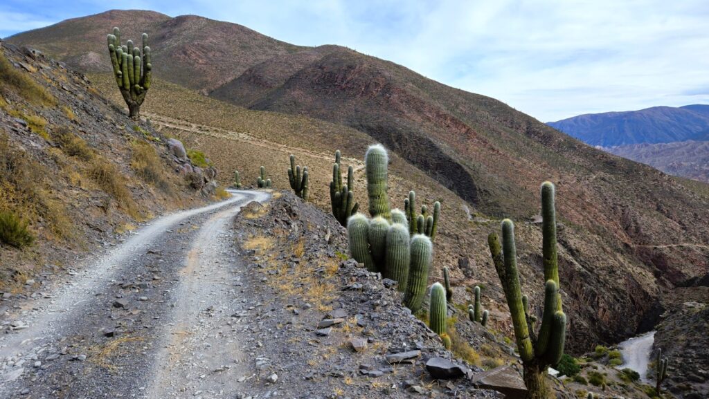 barren colorful hills with giant cactuses