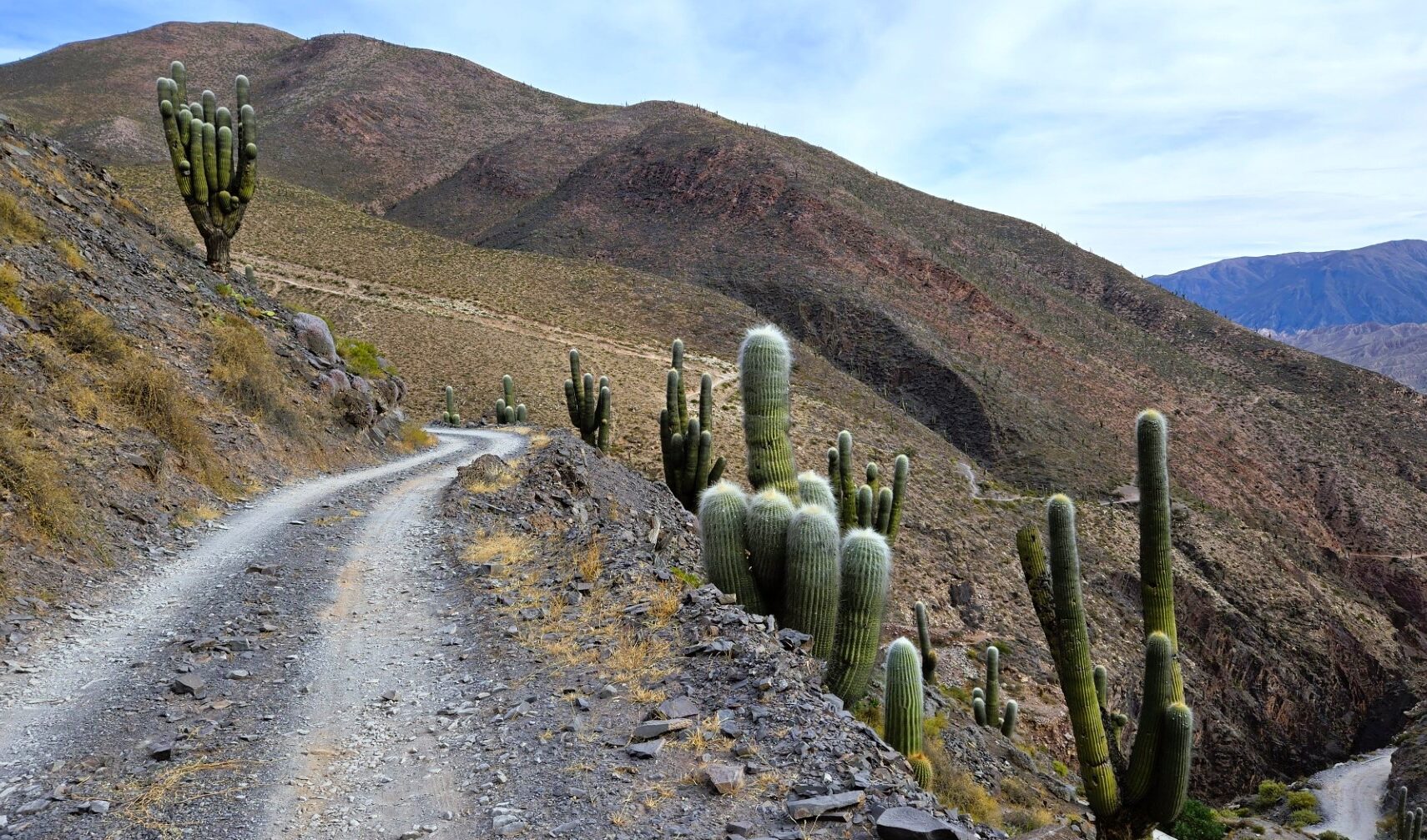 archive barren colorful hills with giant cactuses