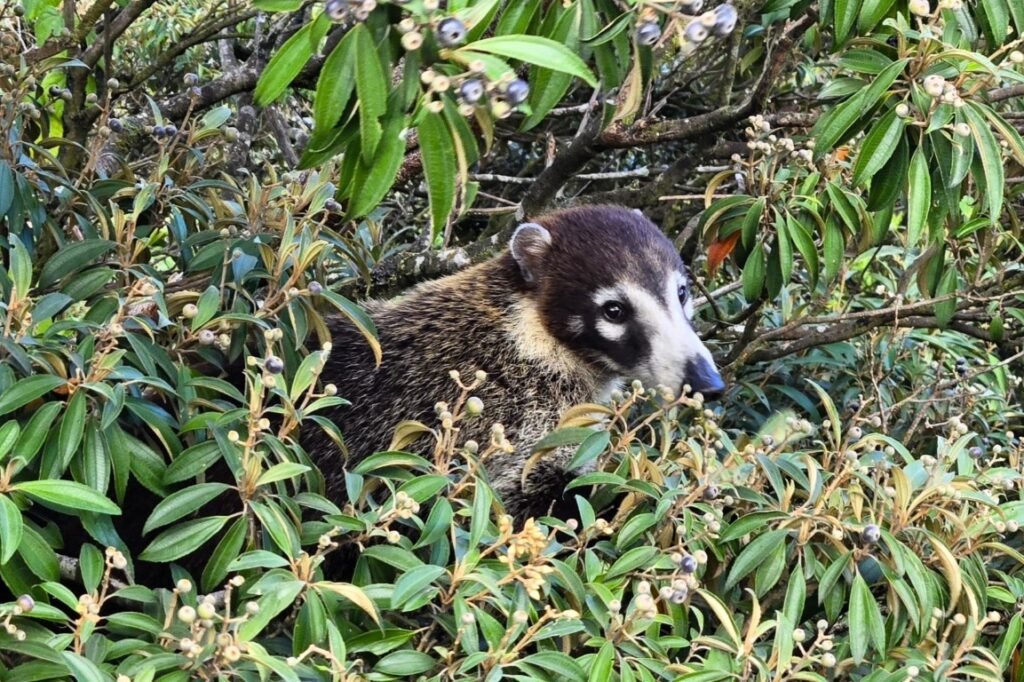 coatis eating berries in a tree