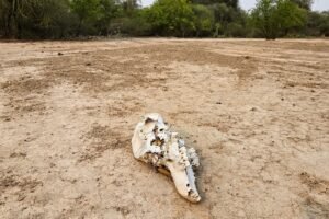 animal skull on the sand
